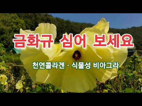[텃밭작물] 5월~6월초 금화규심기 [옥상텃밭][작은텃밭][주말농장]