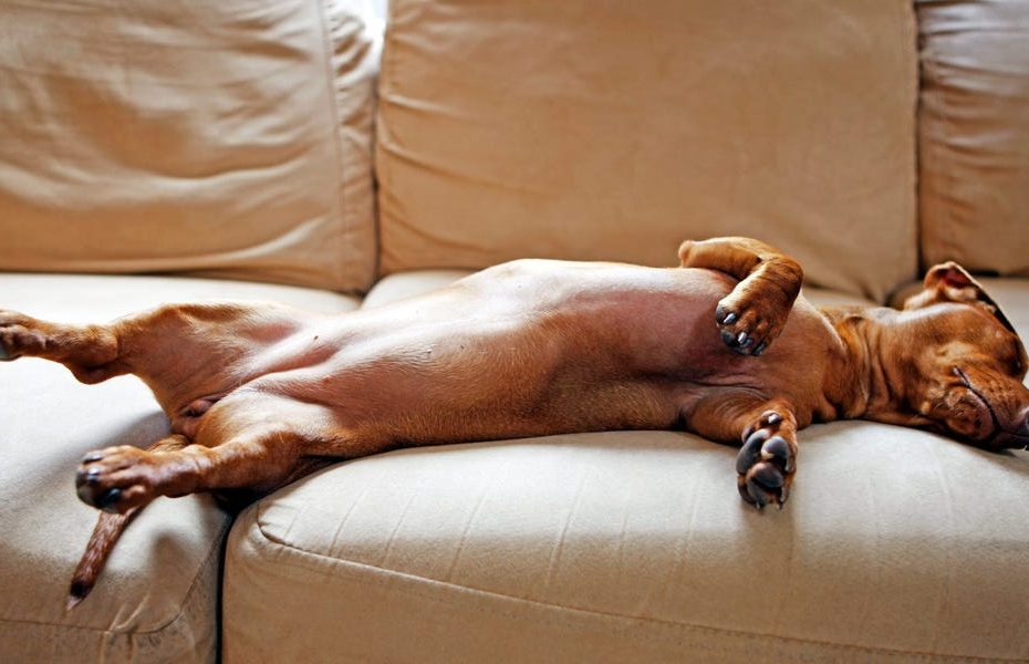 How Long Do Dogs Sleep? How Many Hours They Should Get
