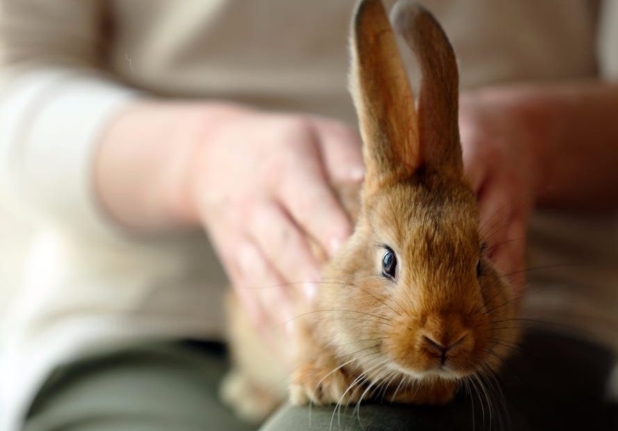 Things To Know Before Getting A Rabbit
