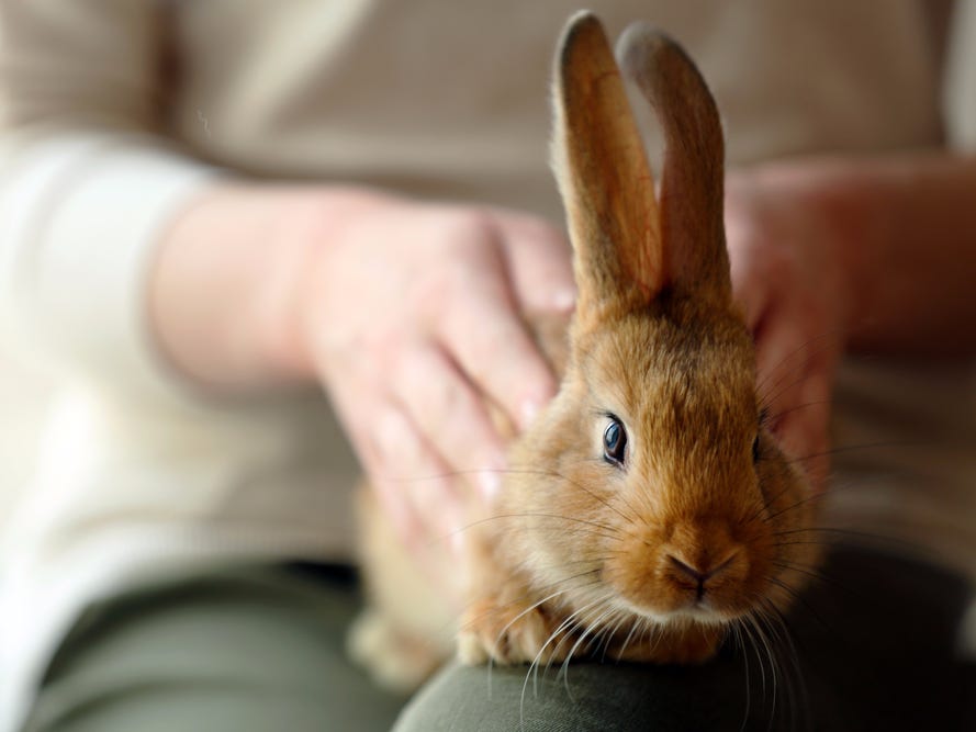 Things To Know Before Getting A Rabbit