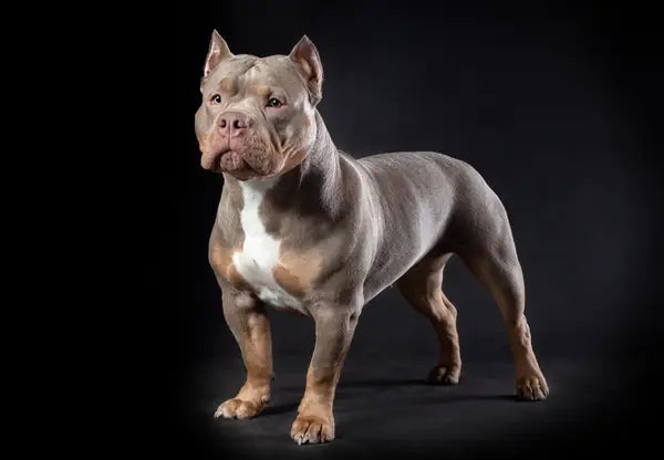 American Bully Costs