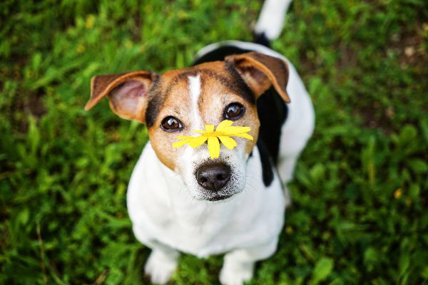 7 Amazing Facts About Your Dog'S Sense Of Smell