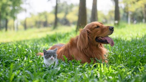 Can Cats And Dogs Be Friends? | Purina