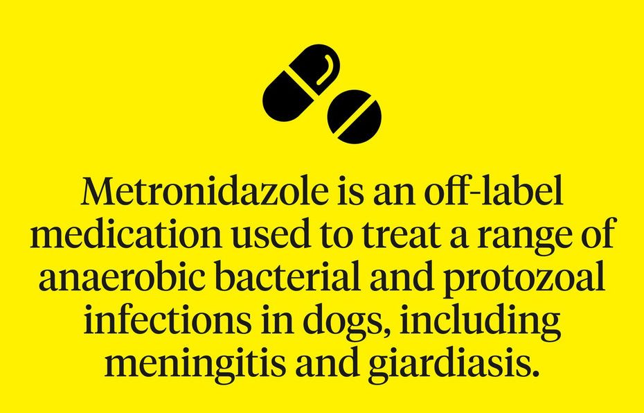 Metronidazole For Dogs: Everything You Need To Know | Dutch