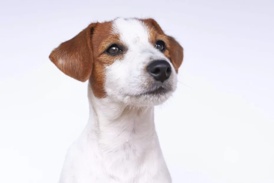 Jack Russell Terrier Dog Breed Information & Characterstics