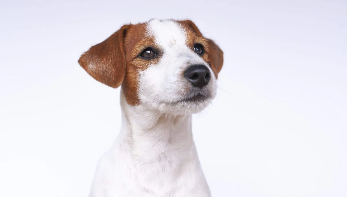 Jack Russell Terrier Dog Breed Information & Characterstics