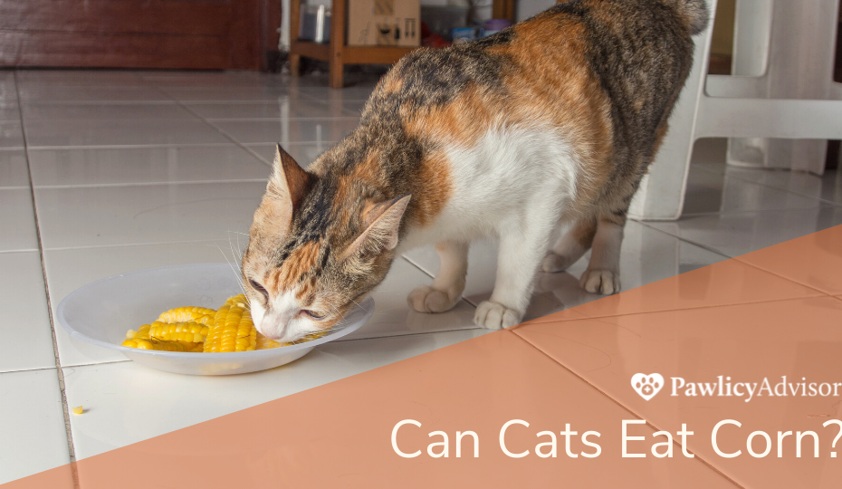 Can Cats Eat Corn? Here'S Everything You Need To Know | Pawlicy Advisor