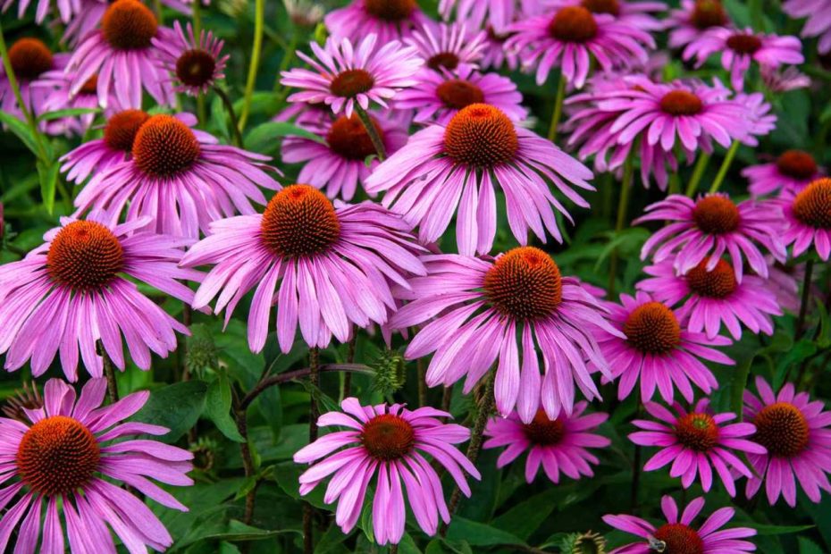 Echinacea: Benefits, Side Effects, And More