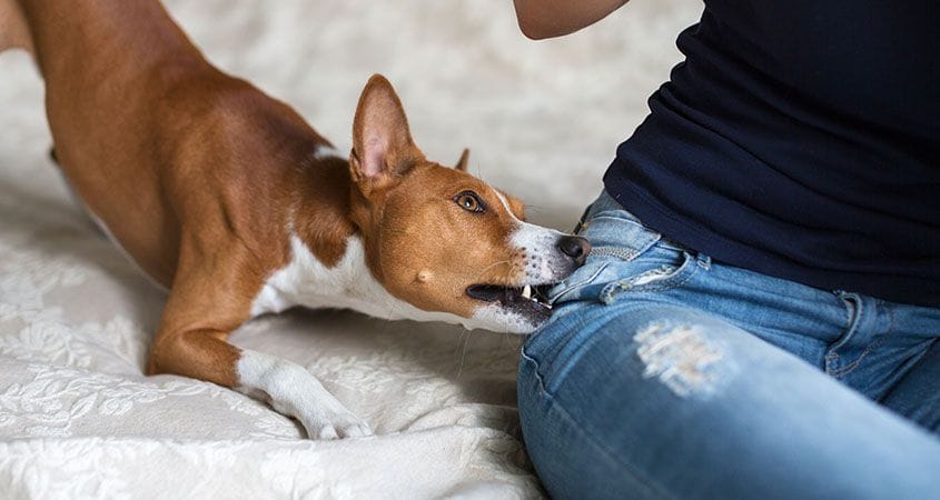 Why Dog Bites Happen And How To Stop Dog Biting - Cesar'S Way