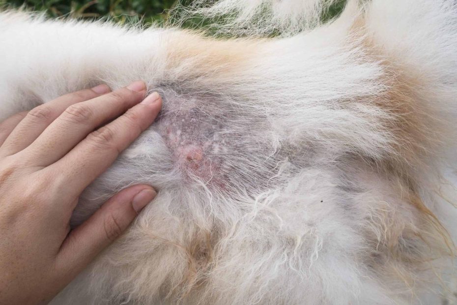 How To Treat Dog Crusty Scabs, According To Vets