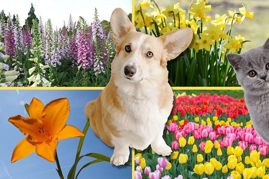 5 New York Flowers That Are Toxic For Cats And Dogs