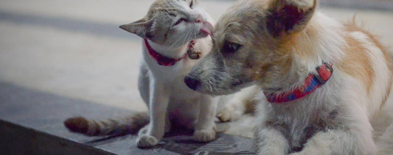 Can Dogs Get The Flu From Cats?