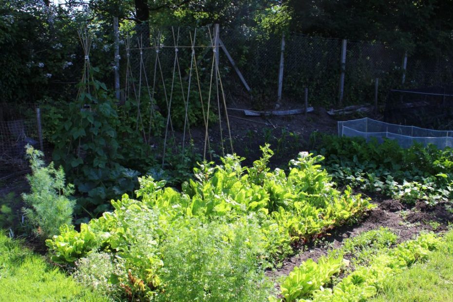 Vegetables To Grow In Shade: 10 Best Crops For Shady Spots |
