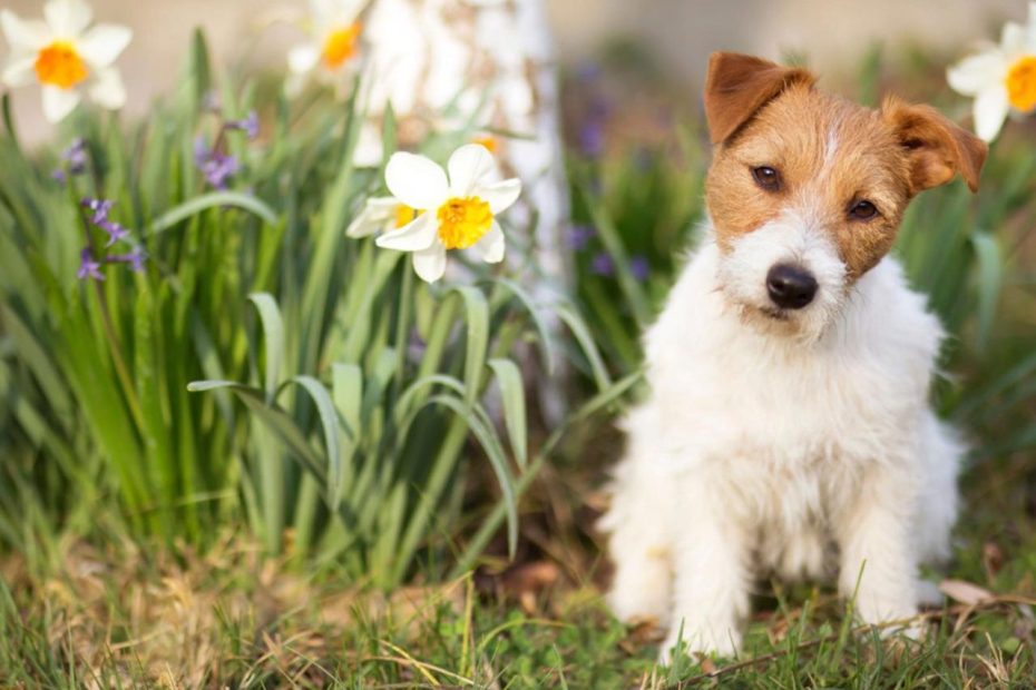 5 Tips For Keeping A Dog Out Of The Garden