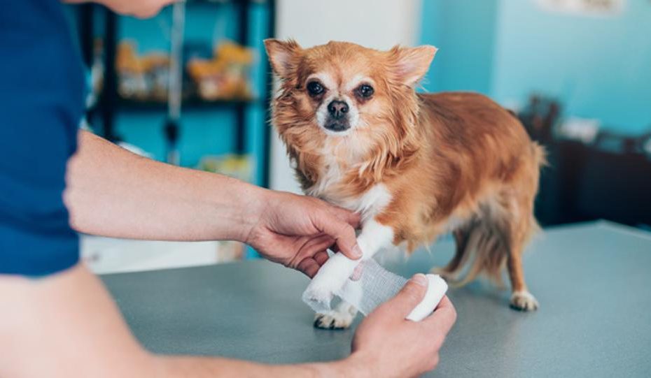 Pet Insurance That Covers Pre-Existing Conditions – Forbes Advisor
