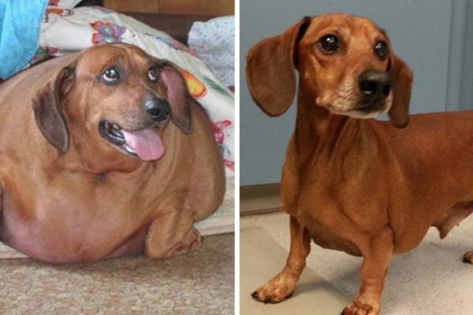 Obese Dachshund Drops 50 Pounds, Becomes A Calendar Model - The Dodo
