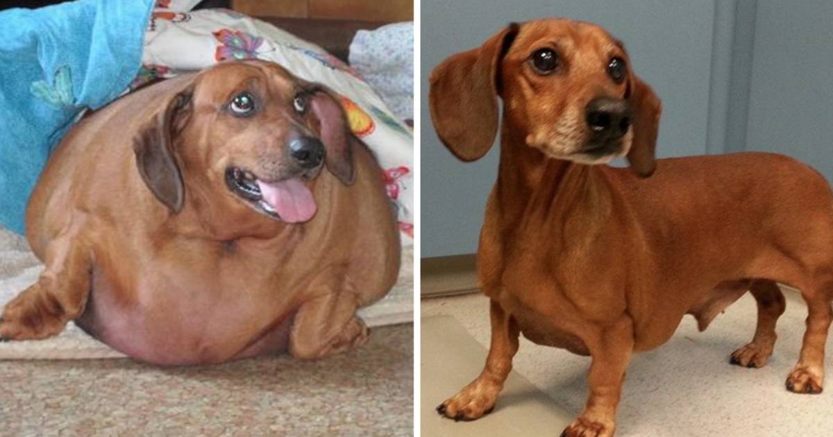 Obese Dachshund Drops 50 Pounds, Becomes A Calendar Model - The Dodo