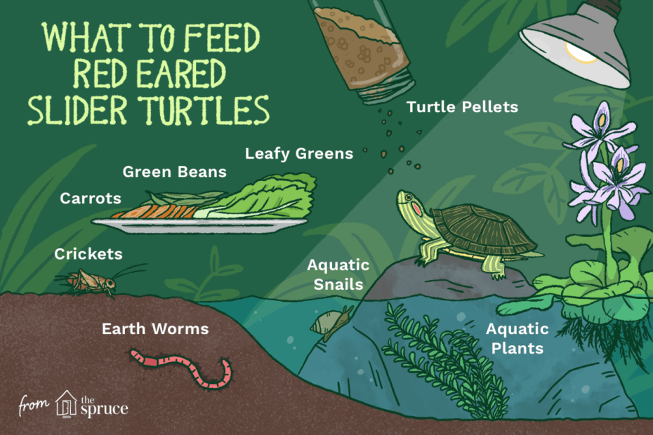 What Do Red-Eared Slider Turtles Eat?