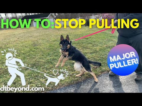 How To: Stop Pulling Dog! *Fast* - Prong Collar (Dog Training /Walking  Tips) - Youtube