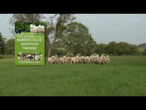 First Steps in BORDER COLLIE SHEEPDOG TRAINING - teaching herding dogs