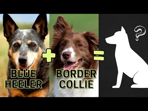 Top 12 Blue Heeler Mix Breeds You Don'T Know About - Youtube