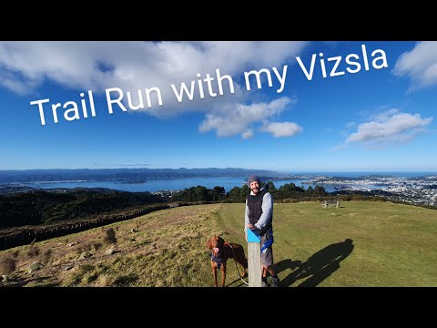Running with my Vizsla | Training for our mud run race