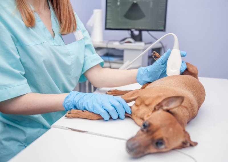 Everything You Need To Know About Ultrasounds For Your Cat Or Dog | Rock  Hill Emergency & Specialist Vets | Loss Of Balance In Dogs