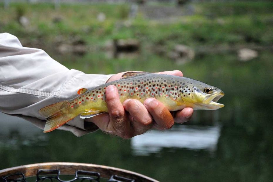 Trout: What'S In A Name? | Midcurrent