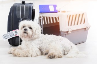 Moving Internationally With Pets - Moving.Com
