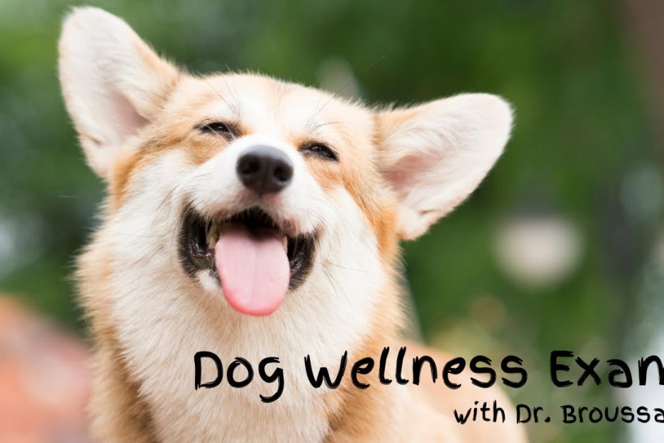 Dog Wellness Exams - How Wellness Exams Impact Your Dog'S Health | The  Waggin' Train Veterinary Clinic