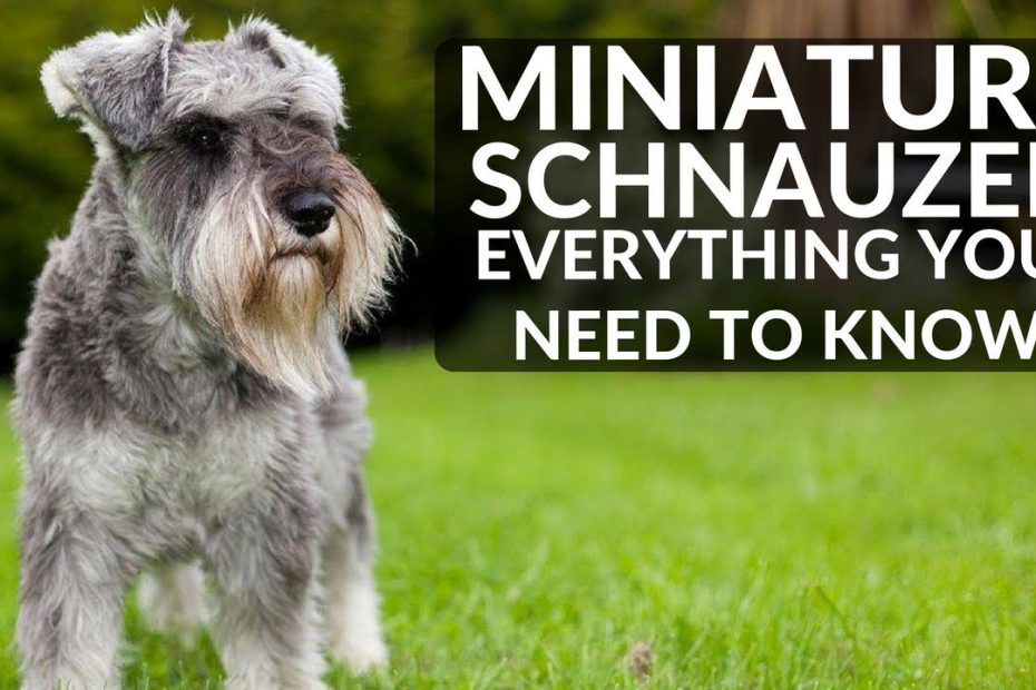 Miniature Schnauzer 101 - Everything You Need To Know About Owning A  Schnauzer Puppy - Youtube