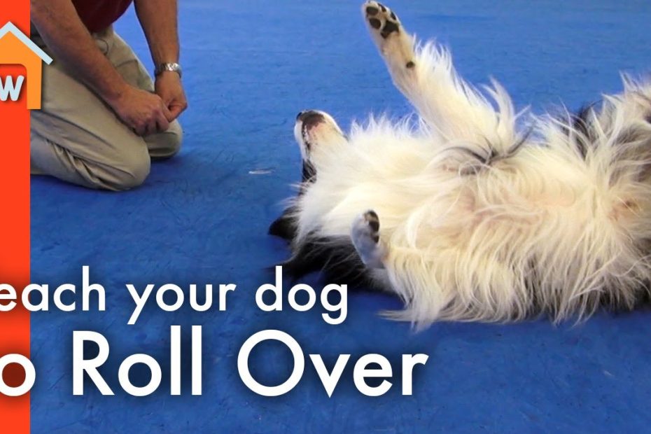 10 Fun, Impressive Tricks You Can Teach Any Dog