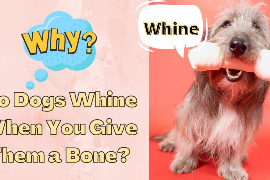 Why Do Dogs Whine When You Give Them A Bone? - Youtube