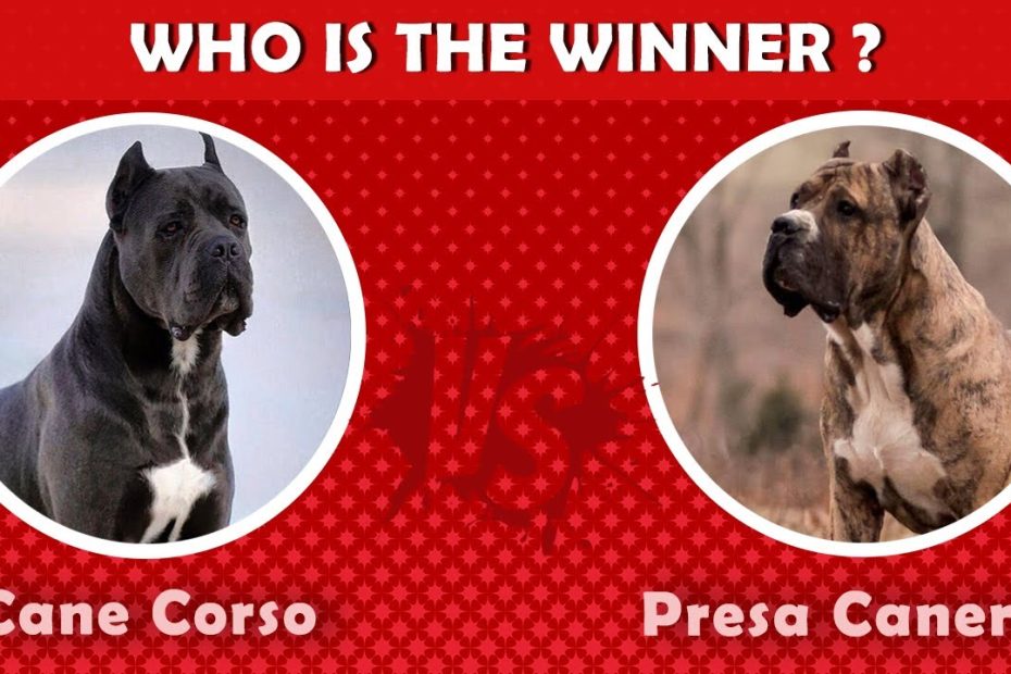 Cane Corso Vs Presa Canerio | Who Is The Best Guard Dog? - Youtube