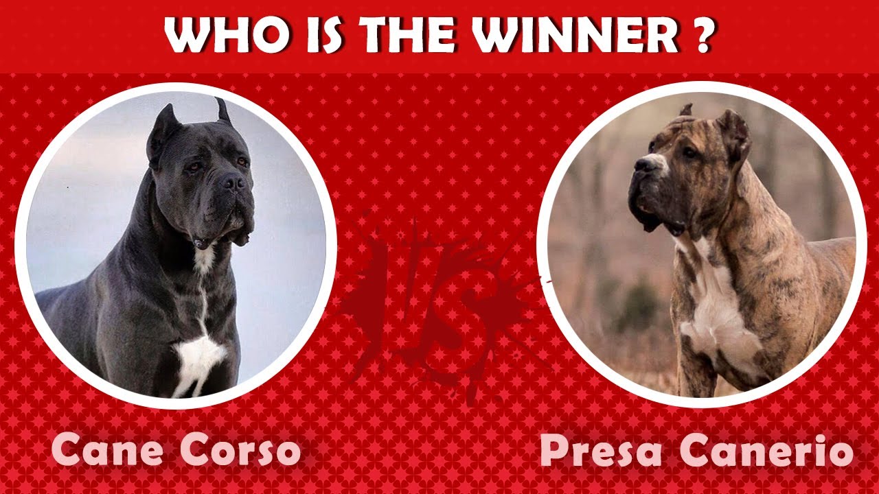 Cane Corso Vs Presa Canerio | Who Is The Best Guard Dog? - Youtube