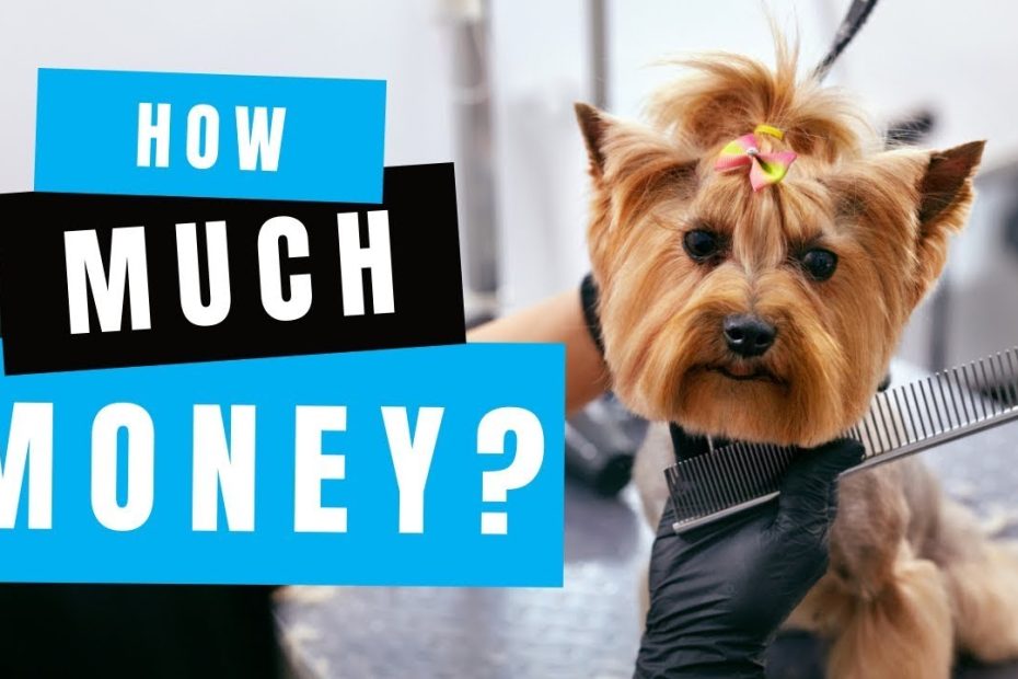 How Much Money Can You Make Owning A Dog Grooming Business? - Youtube