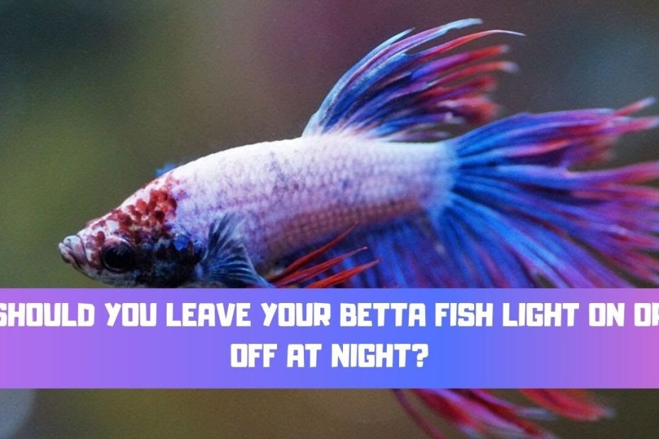Betta Fish Light - On Or Off At Night? - Betta Care Fish Guide