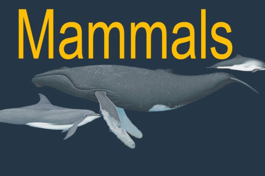Are Whales Mammals Or Fish? - Whale And Dolphin Conservation