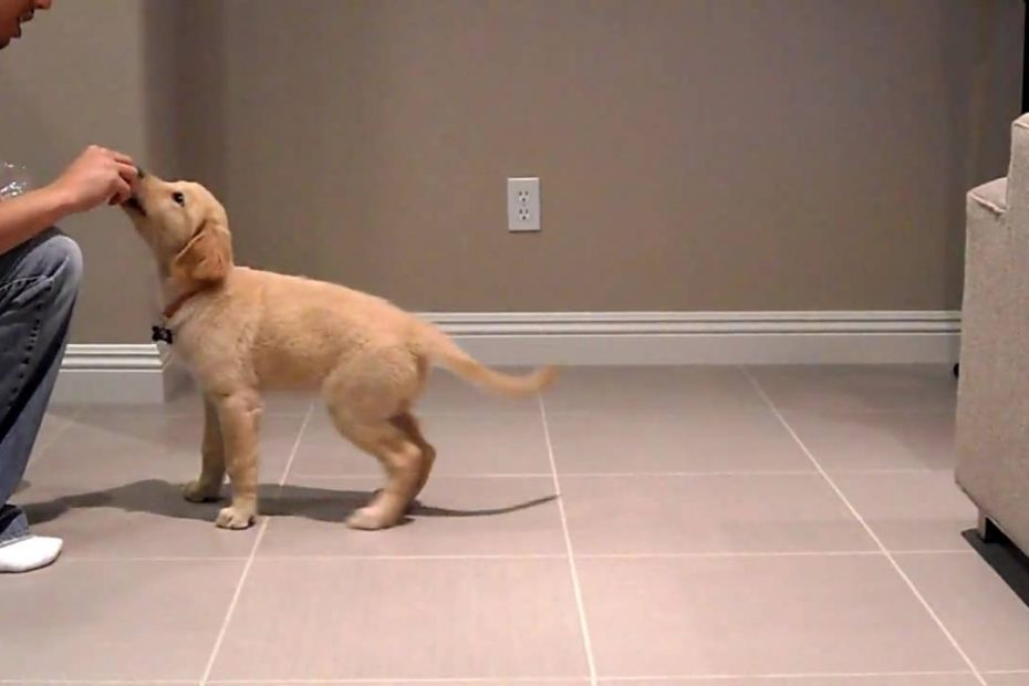 What Is The Right Age To Start Training A Golden Retriever Puppy?