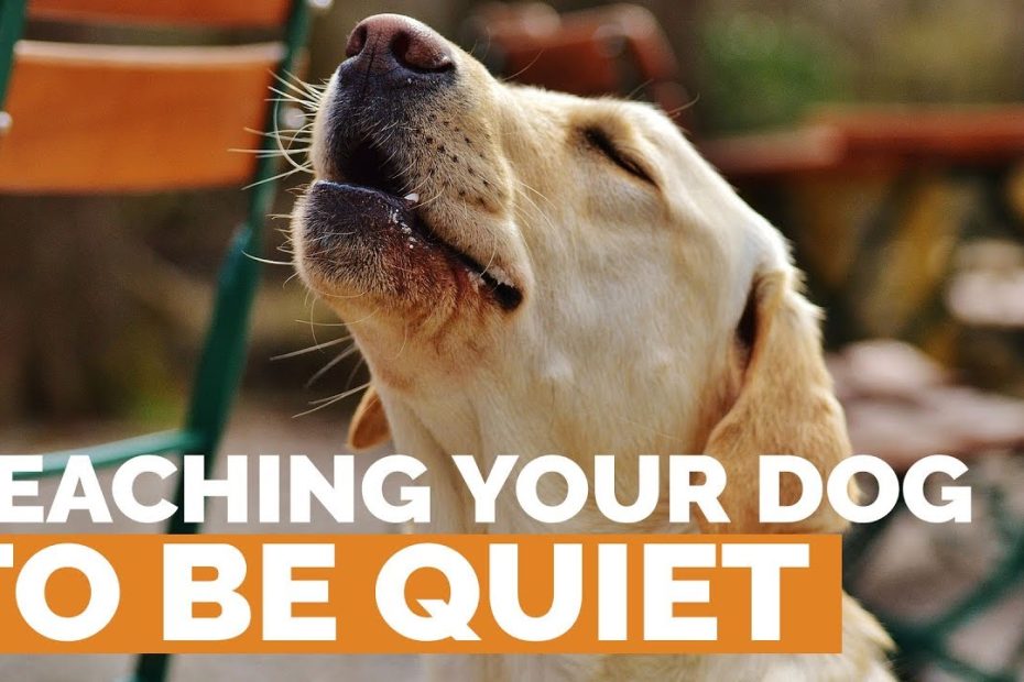 Teach Your Dog To Be Quiet! - Youtube