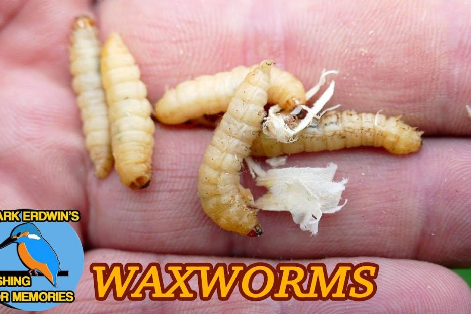 Roving On A Tiny River - Fishing With Wax Worms (Video 86) - Youtube