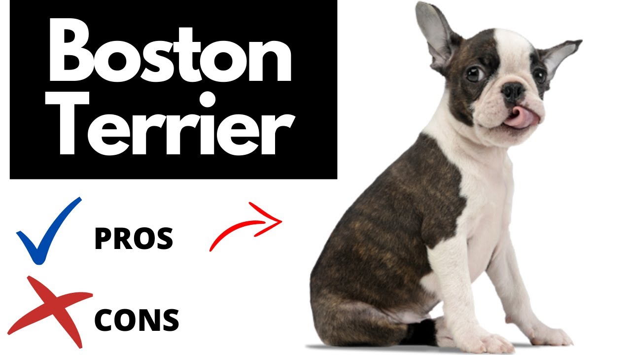 Boston Terrier Pros And Cons | The Good And The Bad!! - Youtube