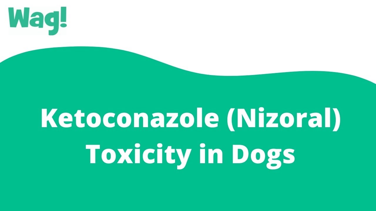 Ketoconazole (Nizoral) Toxicity In Dogs - Symptoms, Causes, Diagnosis,  Treatment, Recovery, Management, Cost
