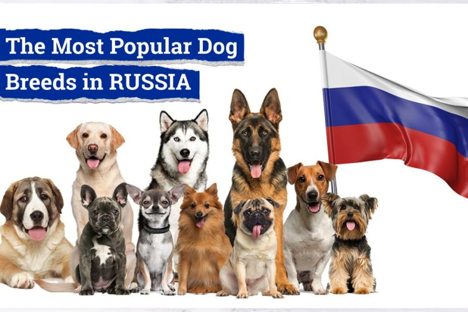 The Most Popular Dog Breeds In Russia - Youtube