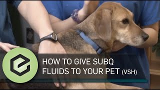 How To Give Subq Fluids To Your Pet (Vsh) - Youtube