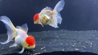 Goldfish Aggressively Chasing Each Other - Youtube