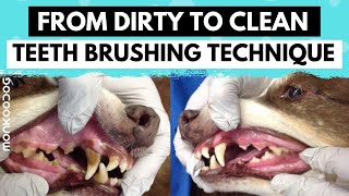 How To Clean Your Dog'S Teeth At Home In Simple Steps. L Dog Grooming Tips  L - Youtube