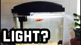 Do Betta Fish Need A Light? Led - Youtube