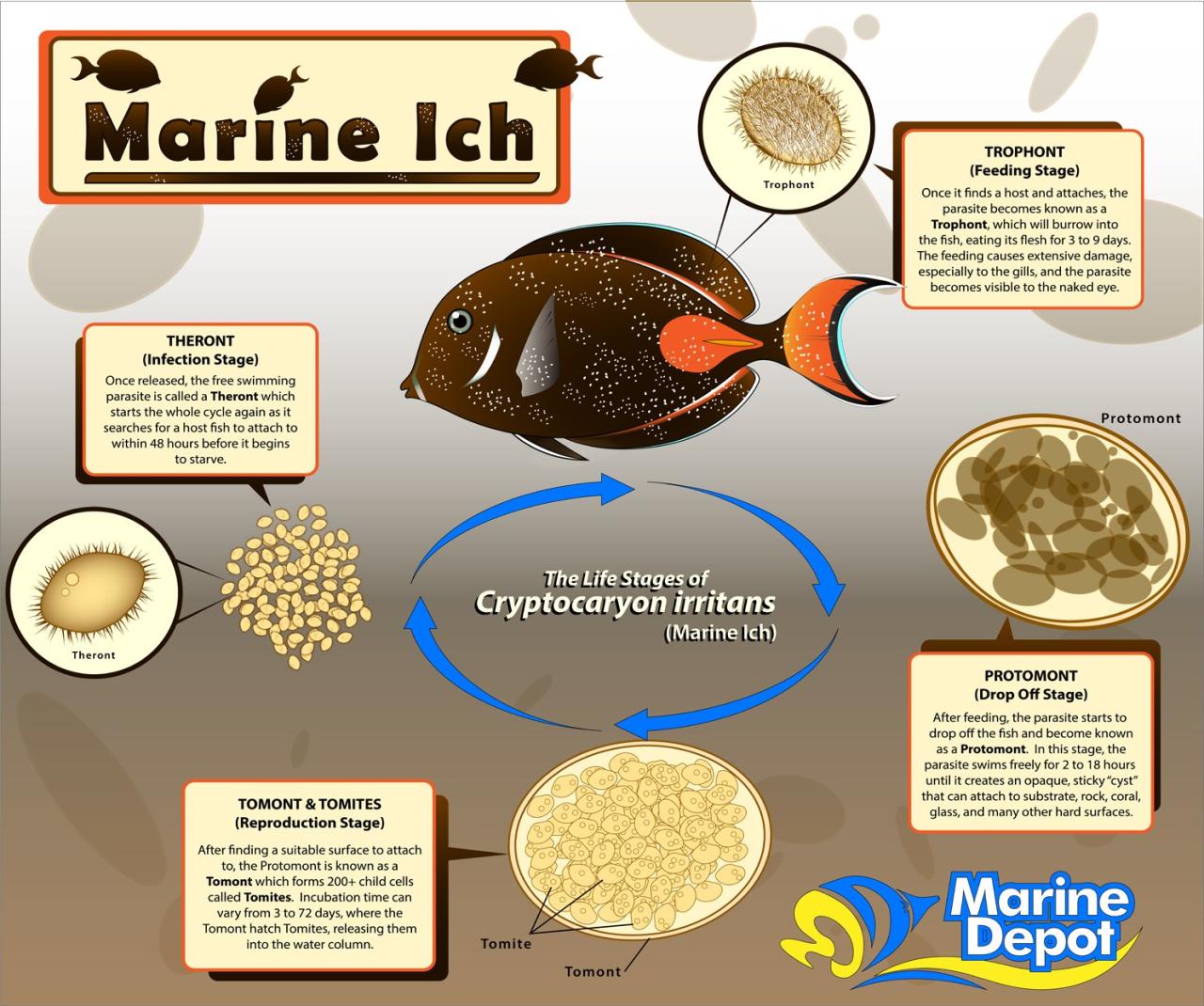 How To Get Rid Of Marine Ich