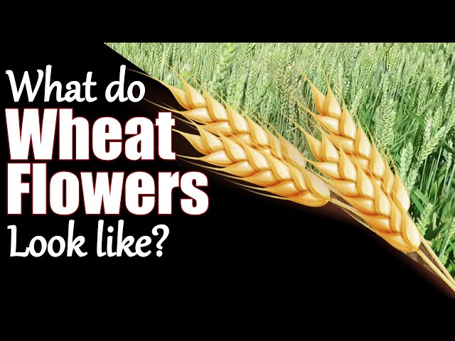 What Do Wheat Flowers Look Like ? / Conquest Wheat Flowers - Youtube